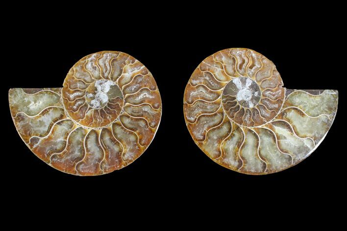 Agate Replaced Ammonite Fossil - Madagascar #145924